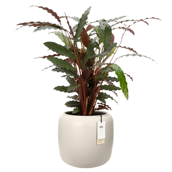 amber beads small 40cm blanco lino